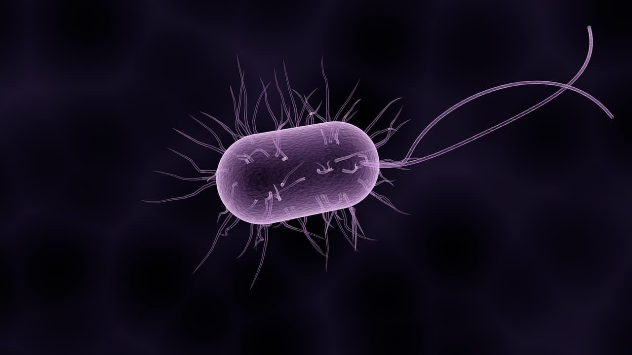 Rappresentazione artistica dei batteri