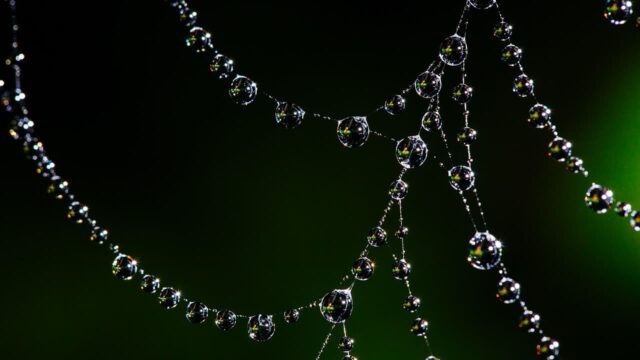 Nuovo materiale ispirato alla seta di ragno per sostituire la plastica