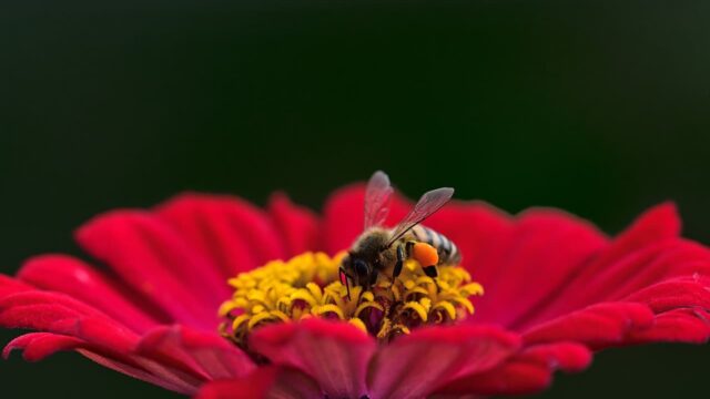 Come vedono le api? I colori dei fiori che noi non percepiamo