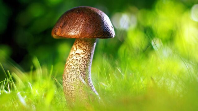I funghi sono molto più che fibre: ecco il loro potere nutrizionale