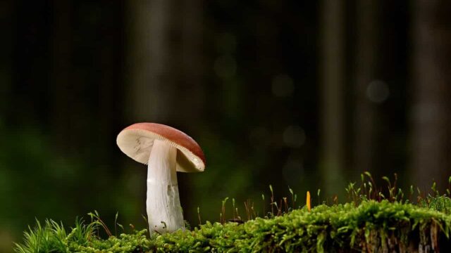 I funghi sono molto più che fibre: questo è tutto quello che ci forniscono