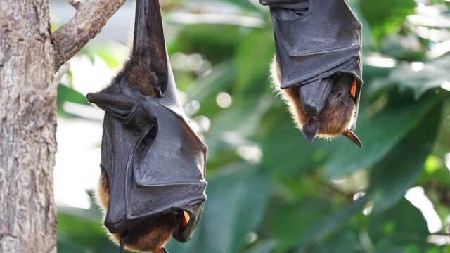 Perché i pipistrelli trasmettono malattie all’uomo?