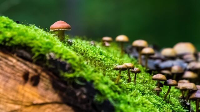 I funghi sono la materia prima del futuro
