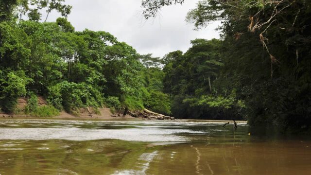 La foresta amazzonica è sull’orlo del collasso