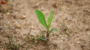 Come i cambiamenti climatici stressano le piante e ne alterano la crescita