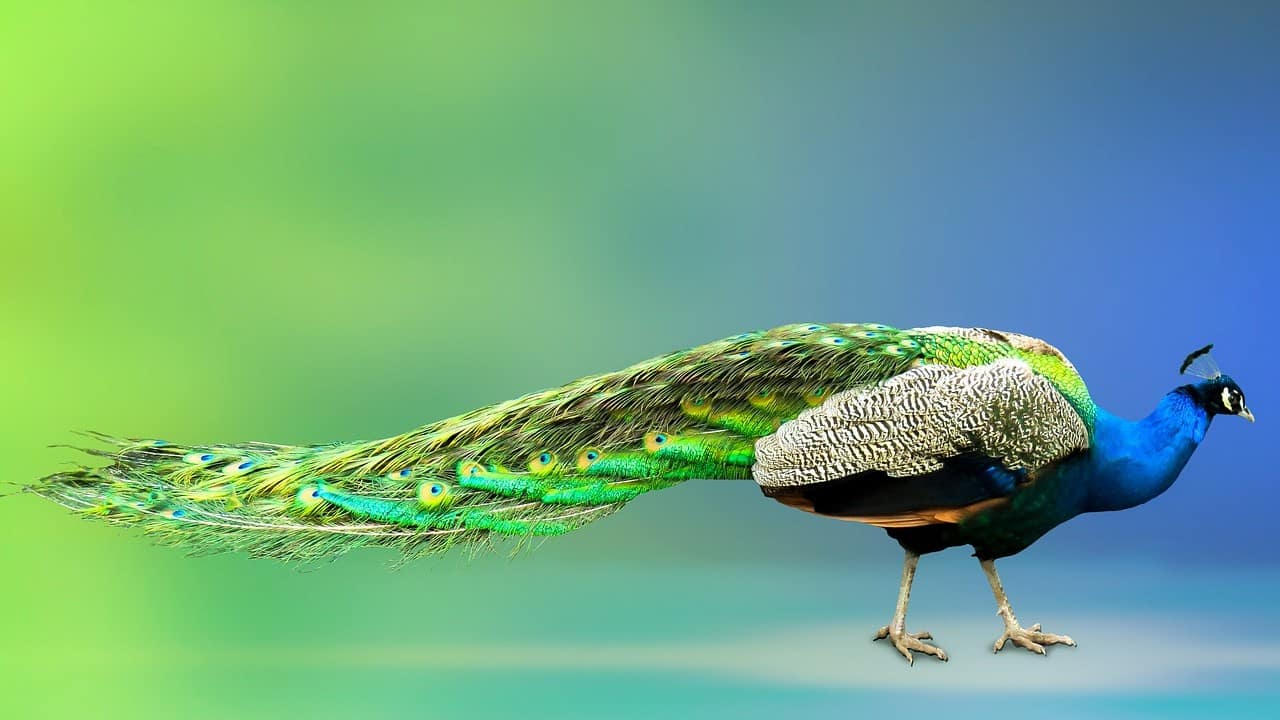 coda pavone