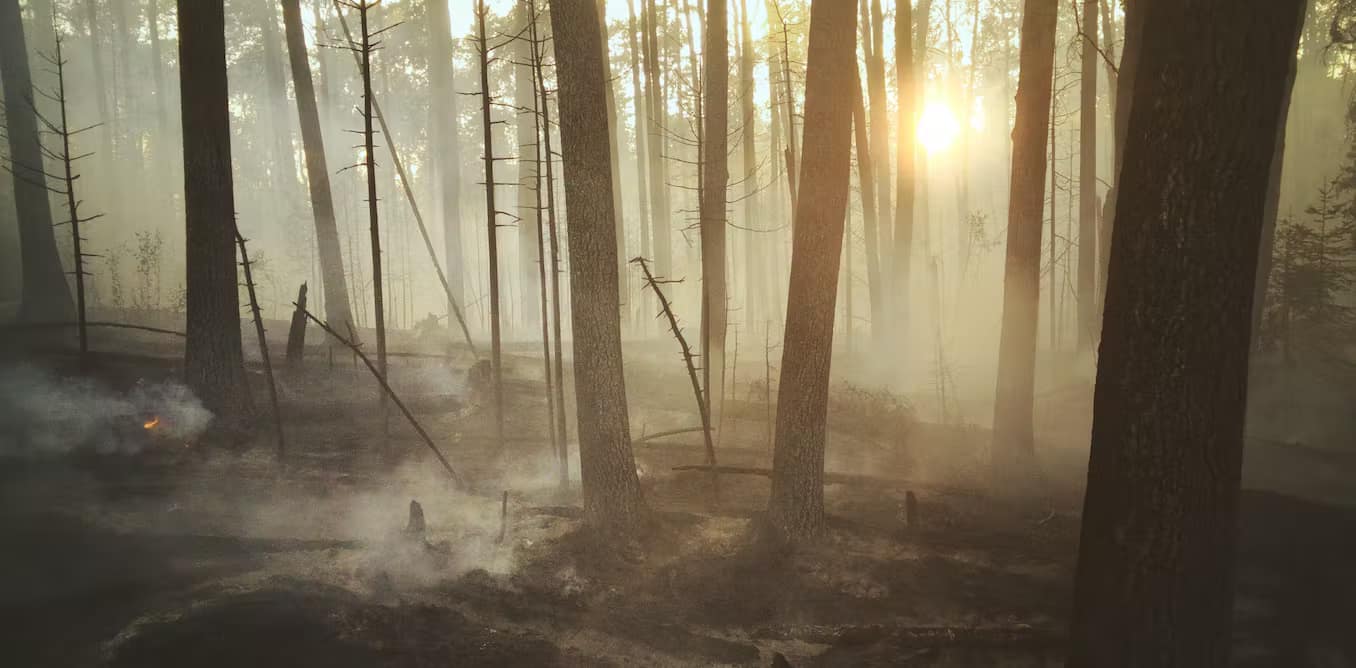 foresta bruciata