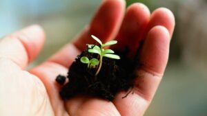 zolletta di terra con una pianta tenuta in mano
