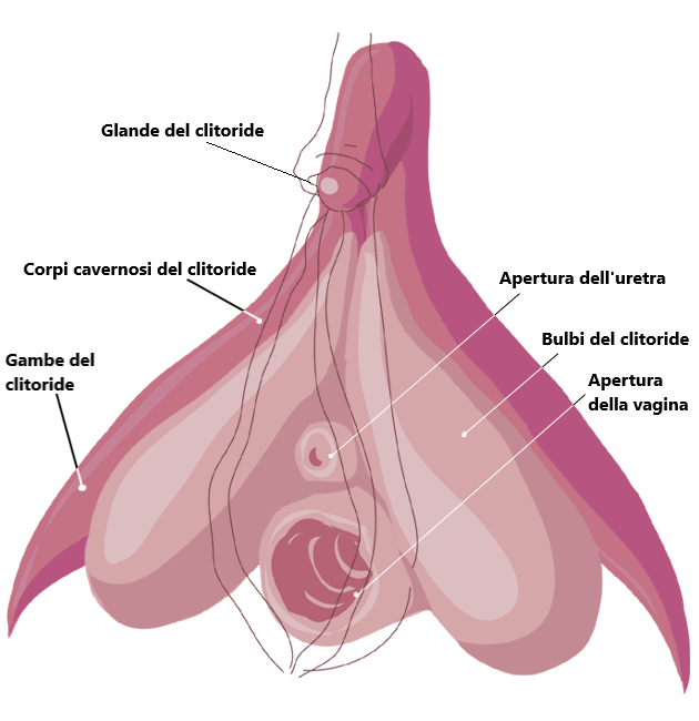 Anatomia interna del clitoride