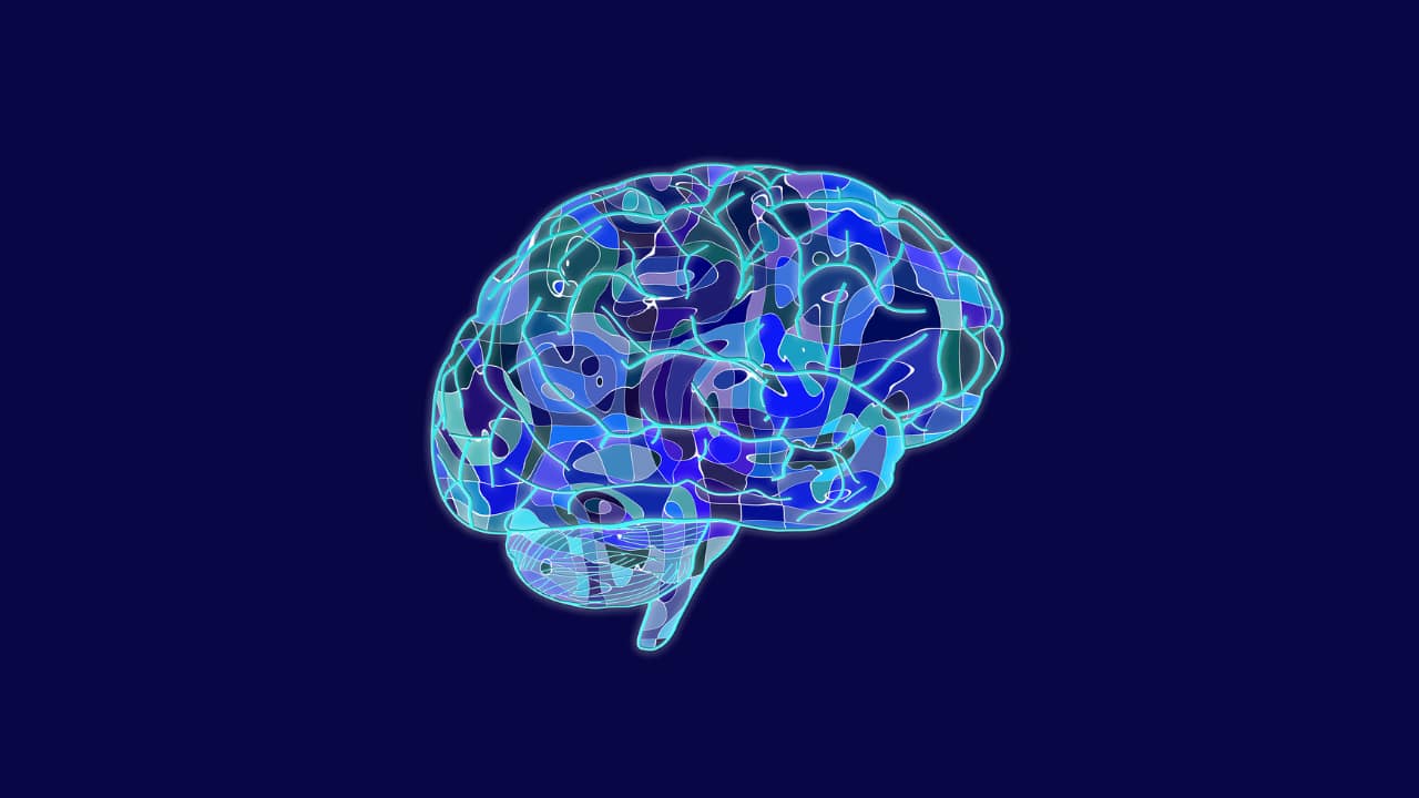 cervello umano e neuroplasticità