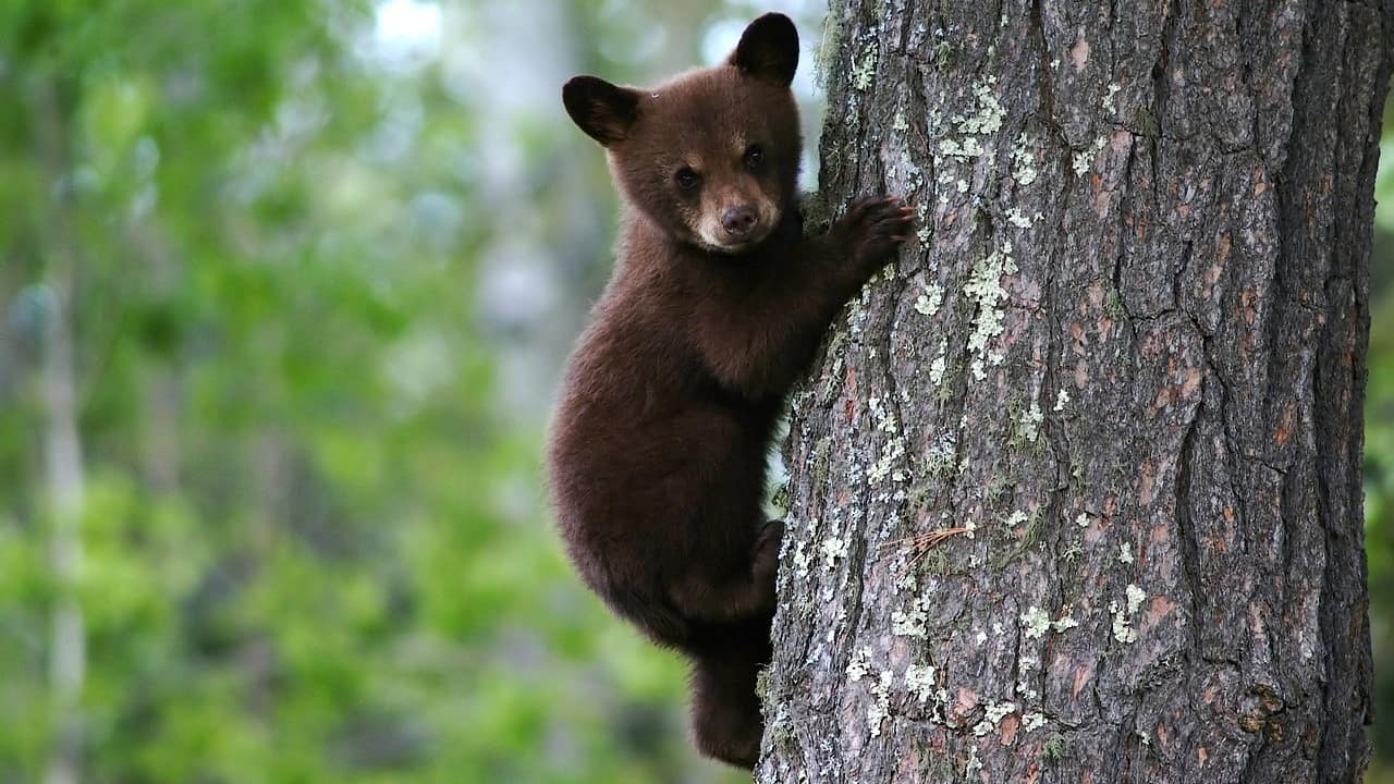 cucciolo di orso su un albero