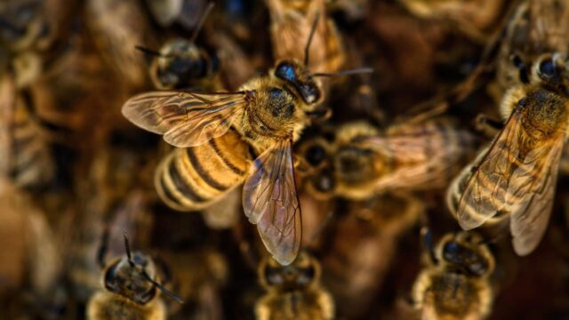 Come fanno le api a riscaldarsi in inverno?