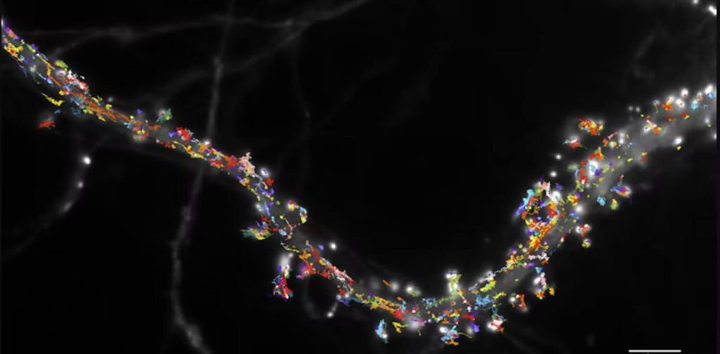 proteine ​​che ricevono i messaggeri chimici che viaggiano tra i neuroni
