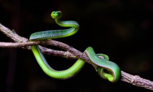I serpenti possono sentirti