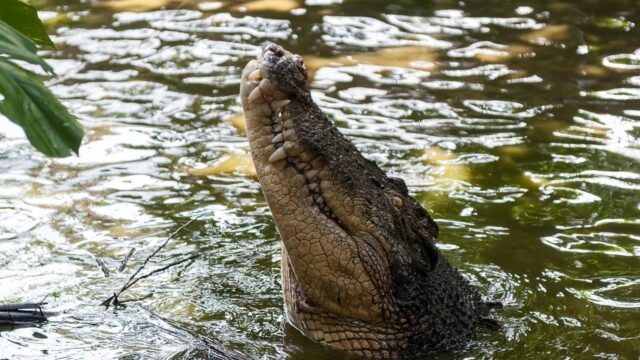 Le difese dei coccodrilli contro le infezioni potrebbero aiutare la medicina