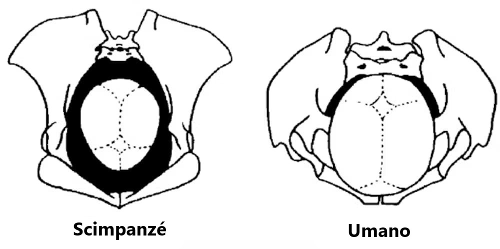 Vista posteriore del cranio del neonato nel canale del parto. Anatomia comparata tra Pan troglodytes (a sinistra) e Homo sapiens (a destra). Tra il bacino della femmina di scimpanzé e il cranio del neonato, nel piano corrispondente alla sua massima distanza interparietale, vi è spazio libero (in nero). A destra vediamo l'accoppiamento più stretto tra il bacino della madre e la testa del bambino nel canale del parto. 