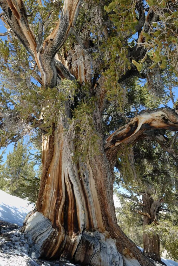 Un antico pino bristlecone