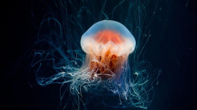 Come trattare le punture di medusa