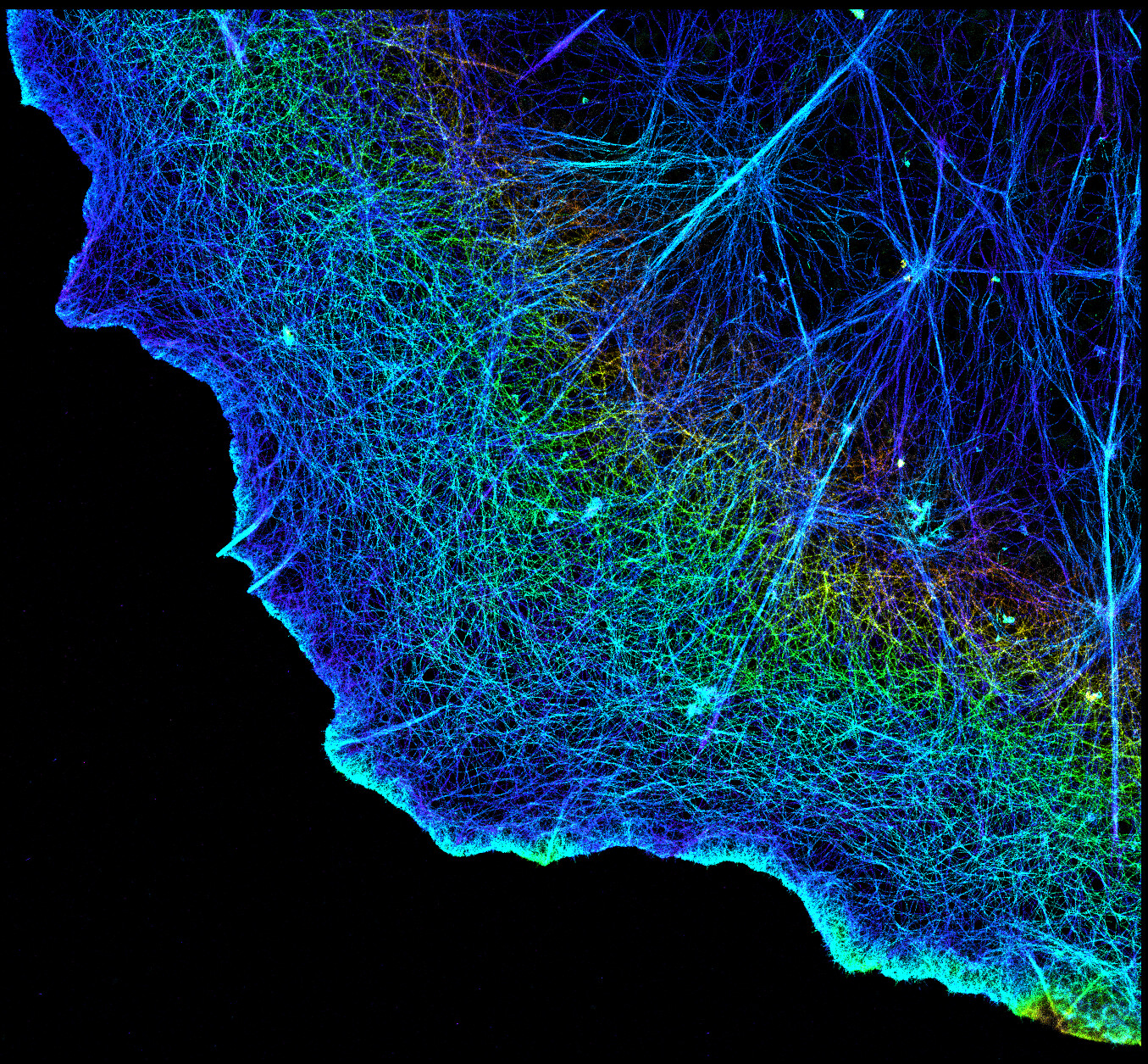 Questa immagine dei filamenti di actina in una cellula è stata scattata utilizzando un tipo di microscopia a super risoluzione