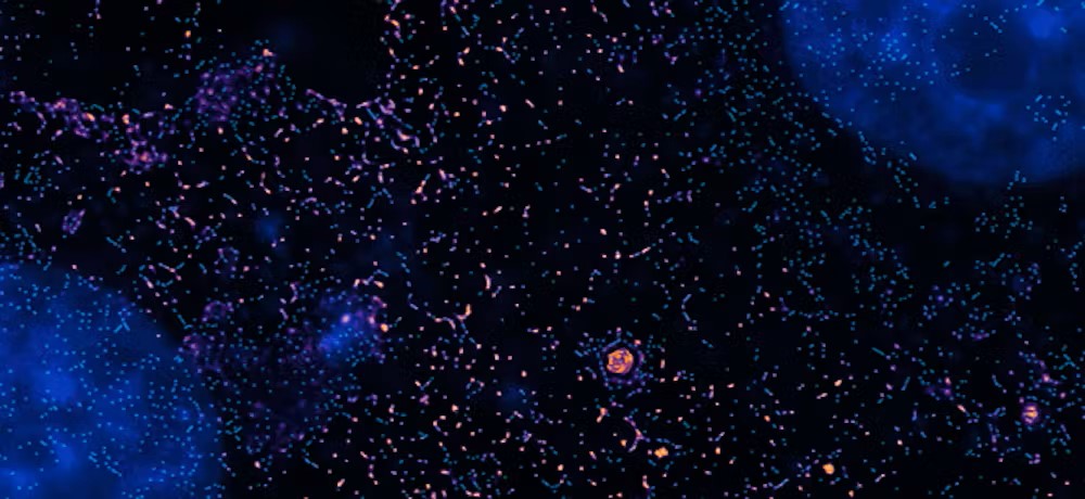 Questa immagine al microscopio PINE mostra le cellule che si dividono, i loro nuclei sono colorati di blu