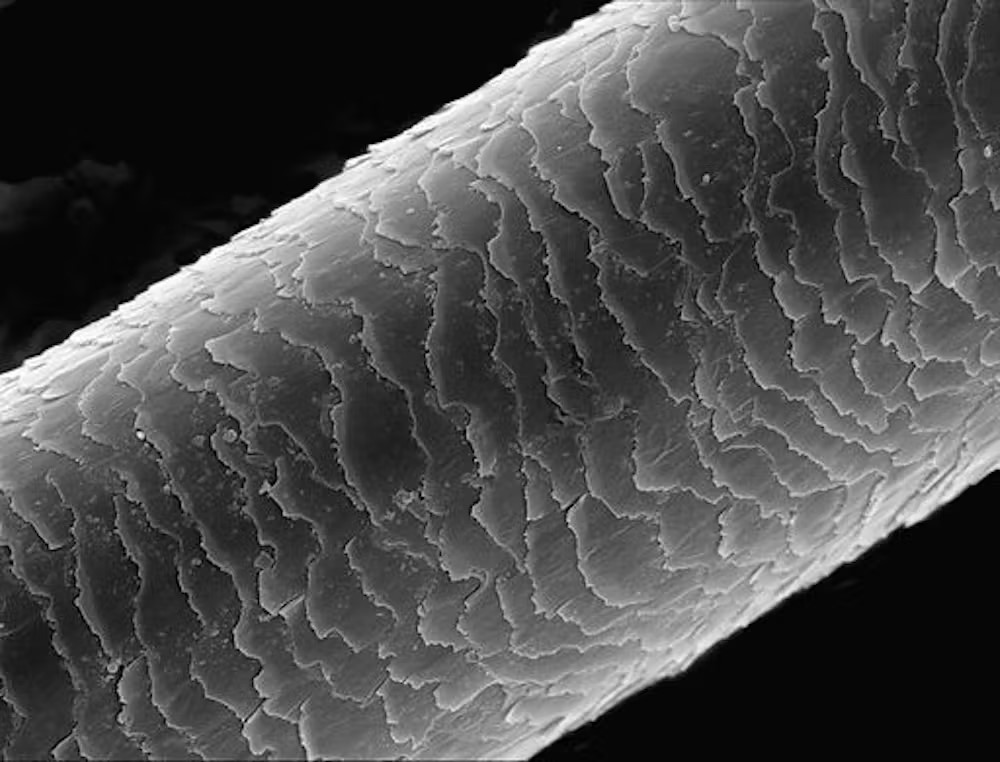 cuticola di un capello al microscopio