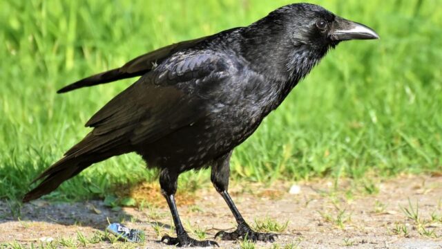 I corvi sono così intelligenti?