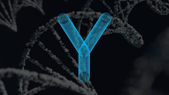 Il cromosoma Y è stato finalmente completamente sequenziato