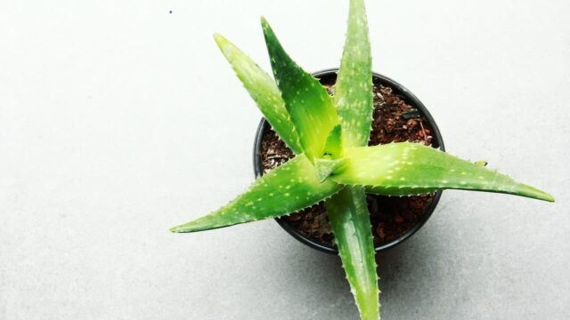 Aloe vera: una pianta multifunzionale per la salute e la bellezza