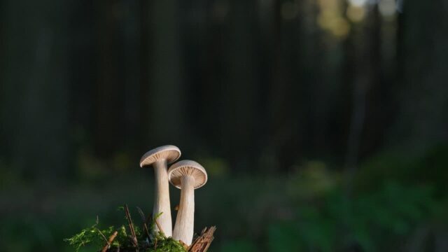 Dieci curiosità che forse non sapevi sui funghi