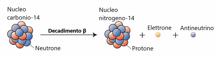 Un neutrone carbonio-14 si trasforma in un protone durante il decadimento β