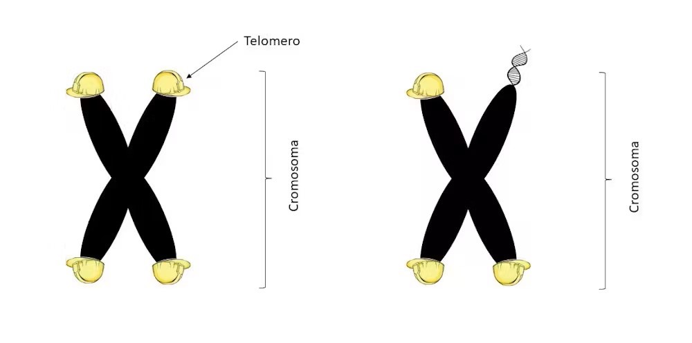 Immagine rappresentante i telomeri dei cromosomi