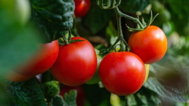 Il succo di pomodori può uccidere i batteri che ci fanno ammalare