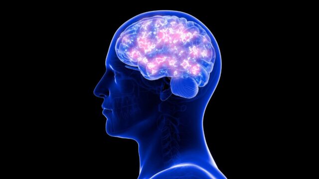 Il cervello umano è cresciuto negli ultimi decenni: significa che siamo più intelligenti?